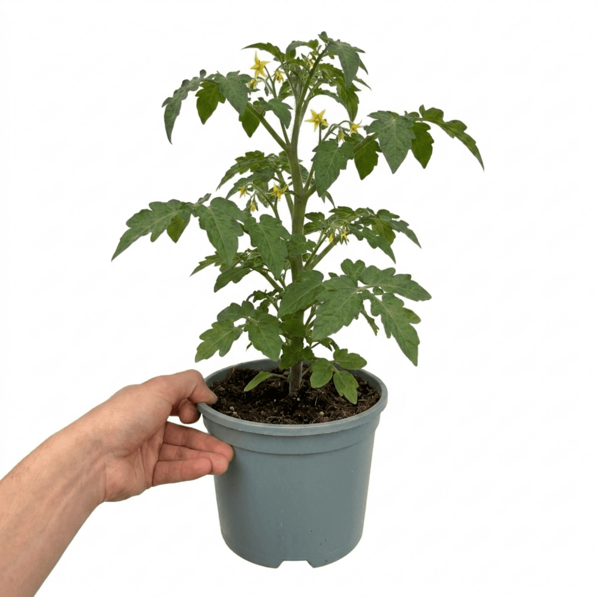 1 Patio Cherry Tomato Plant, Veranda Red, Live Outdoor Garden Ready, 2 Litre Root-Ball - Frankton's