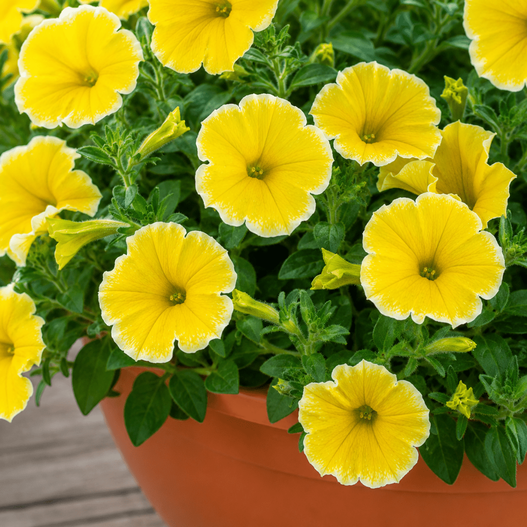 1 Petunia Bees Knees Flowering Plant, Outdoor Garden Ready, Summer Patio Bedding, 21cm Root Ball - Frankton's