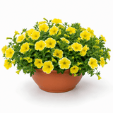1 Petunia Bees Knees Flowering Plant, Outdoor Garden Ready, Summer Patio Bedding, 21cm Root Ball - Frankton's