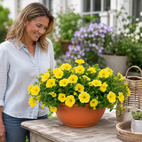 1 Petunia Bees Knees Flowering Plant, Outdoor Garden Ready, Summer Patio Bedding, 21cm Root Ball - Frankton's