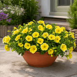 1 Petunia Bees Knees Flowering Plant, Outdoor Garden Ready, Summer Patio Bedding, 21cm Root Ball - Frankton's