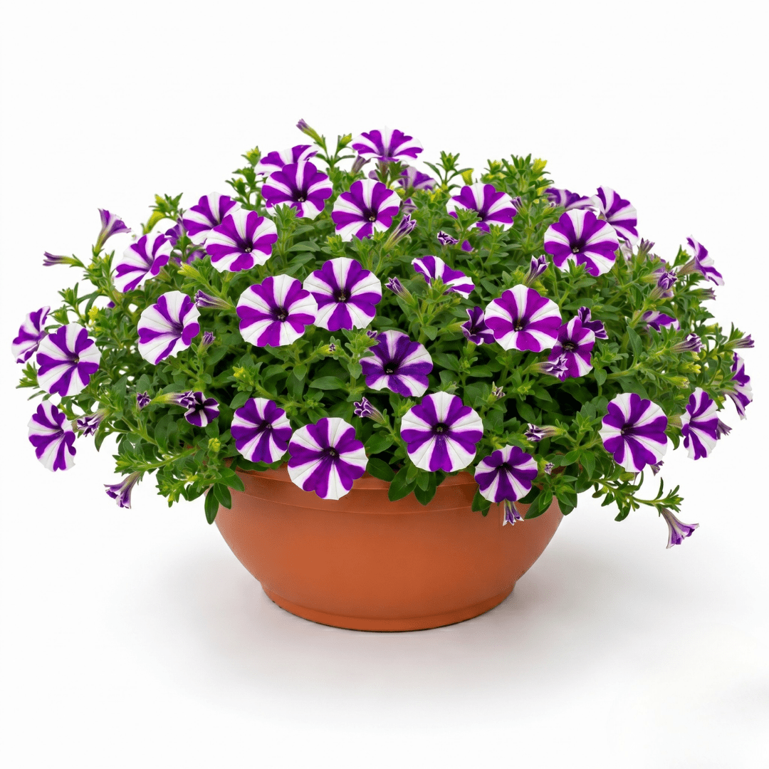1 Petunia Shortcake Blueberry Live Flowering Plant, Outdoor Summer Garden Ready, 21cm Root Ball - Frankton's