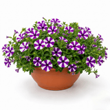 1 Petunia Shortcake Blueberry Live Flowering Plant, Outdoor Summer Garden Ready, 21cm Root Ball - Frankton's
