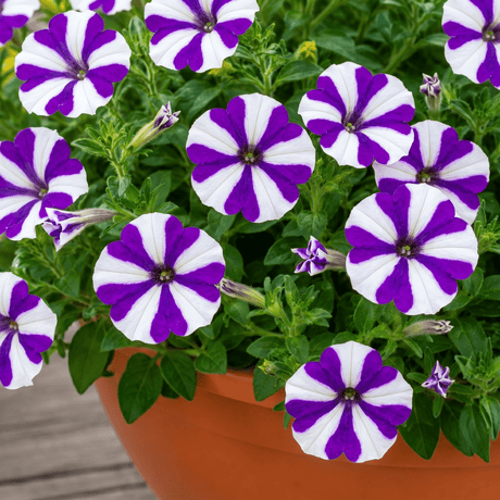 1 Petunia Shortcake Blueberry Live Flowering Plant, Outdoor Summer Garden Ready, 21cm Root Ball - Frankton's