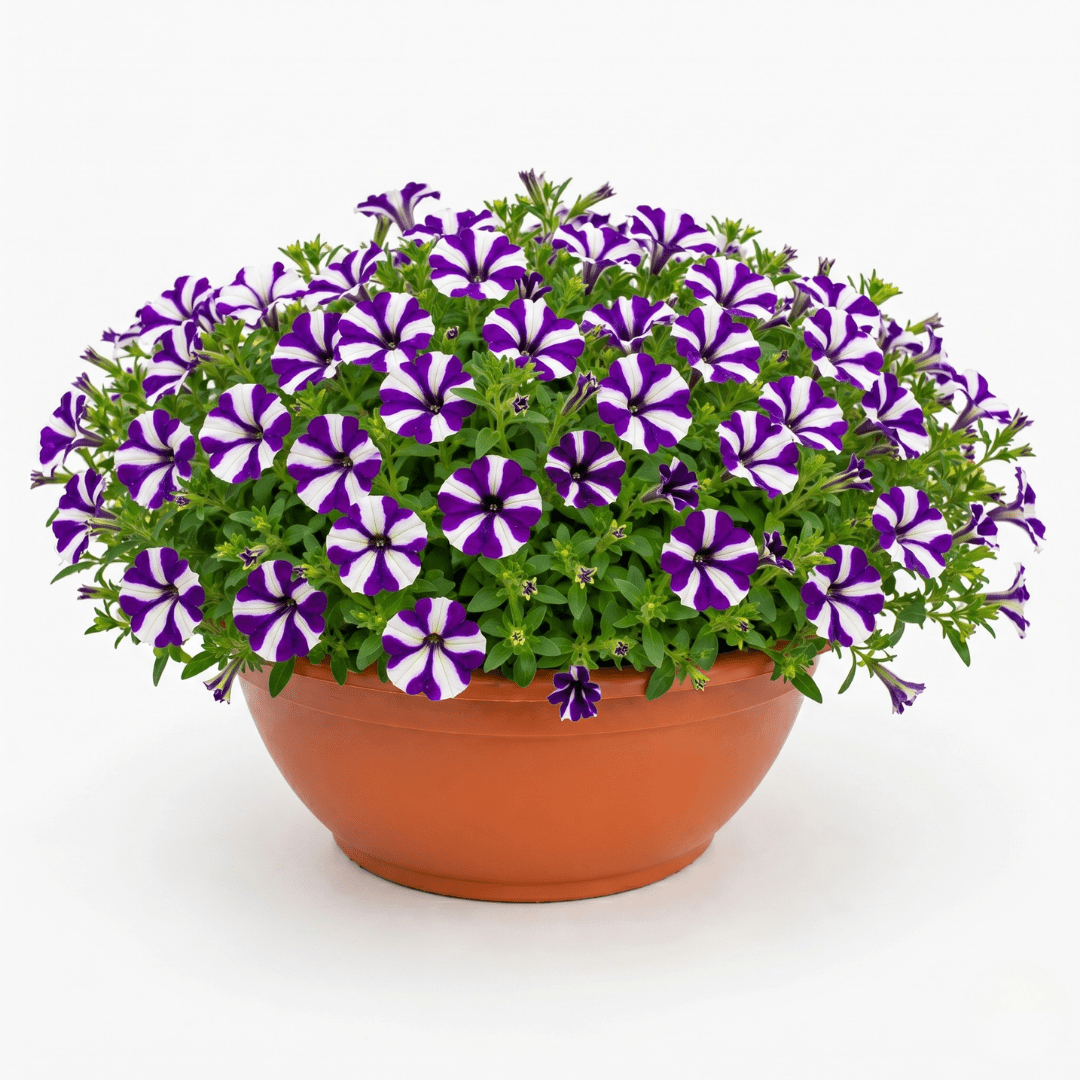 1 Petunia Shortcake Blueberry Live Flowering Plant, Outdoor Summer Garden Ready, 21cm Root Ball - Frankton's
