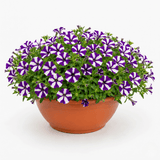 1 Petunia Shortcake Blueberry Live Flowering Plant, Outdoor Summer Garden Ready, 21cm Root Ball - Frankton's