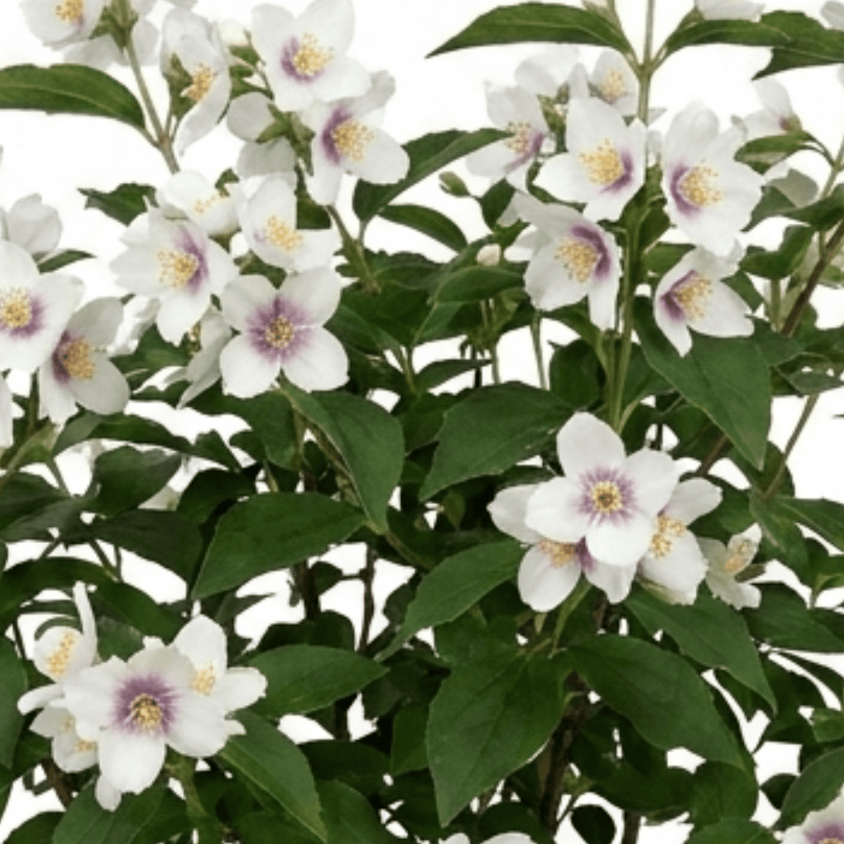 1 Philadelphus Belle Etoile Mock Orange Plant, Fragrant White Flowering Shrub, 3 Litre Root Ball - Frankton's