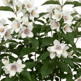 1 Philadelphus Belle Etoile Mock Orange Plant, Fragrant White Flowering Shrub, 3 Litre Root Ball - Frankton's