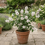 1 Philadelphus Belle Etoile Mock Orange Plant, Fragrant White Flowering Shrub, 3 Litre Root Ball - Frankton's