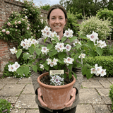 1 Philadelphus Belle Etoile Mock Orange Plant, Fragrant White Flowering Shrub, 3 Litre Root Ball - Frankton's