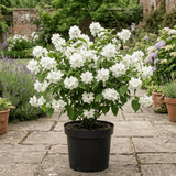 1 Philadelphus Snowbelle Mock Orange Plant, Fragrant Hardy White Flowering Garden Shrub, 3L Root-Ball - Frankton's