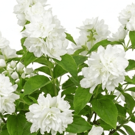 1 Philadelphus Snowbelle Mock Orange Plant, Fragrant Hardy White Flowering Garden Shrub, 3L Root-Ball - Frankton's