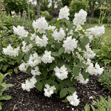 1 Philadelphus Snowbelle Mock Orange Plant, Fragrant Hardy White Flowering Garden Shrub, 3L Root-Ball - Frankton's
