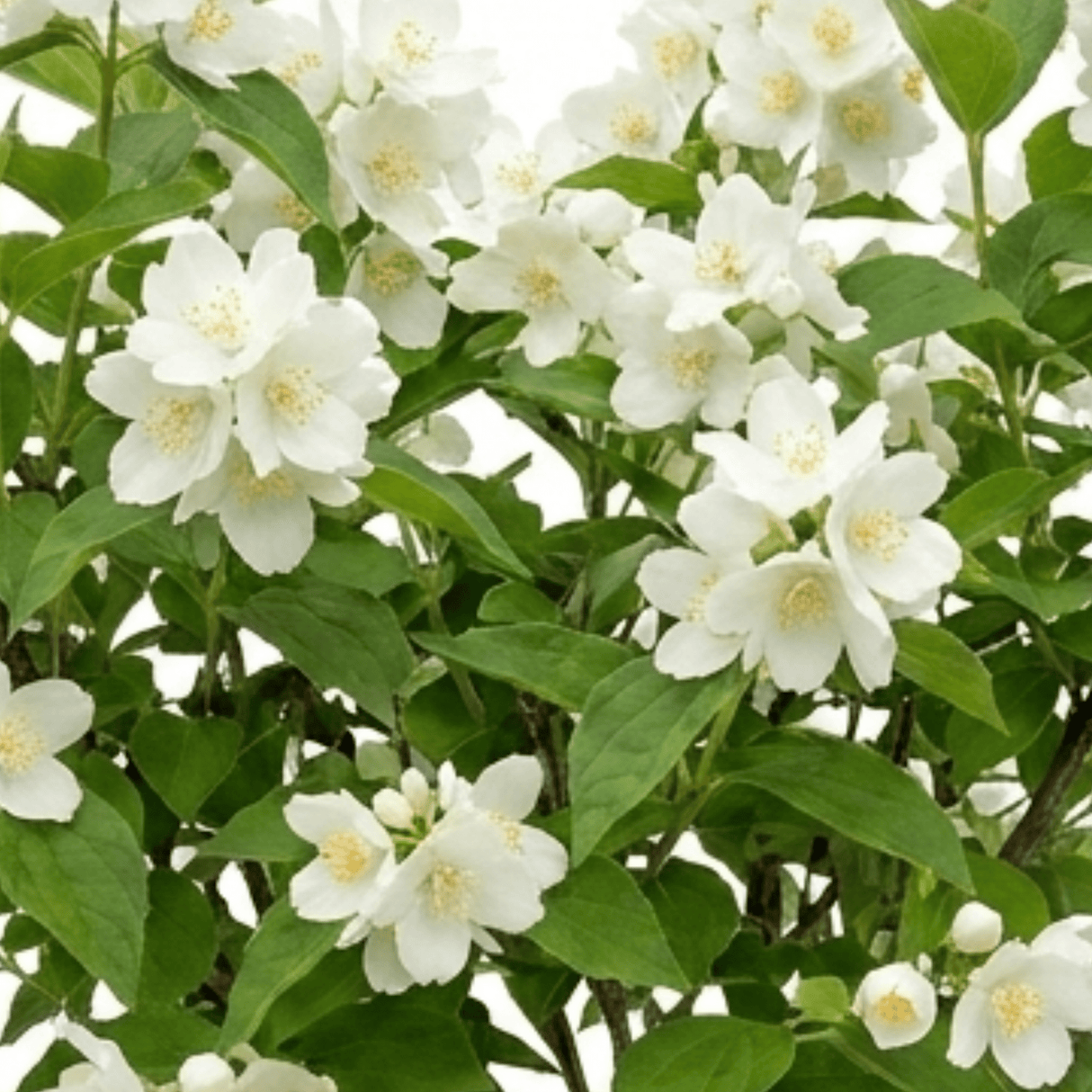 1 Philadelphus Virginal Mock Orange Plant, Fragrant White Flowering Shrub, 2L Root-Ball - Frankton's