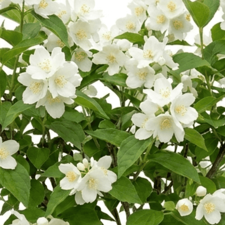 1 Philadelphus Virginal Mock Orange Plant, Fragrant White Flowering Shrub, 2L Root-Ball - Frankton's