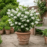 1 Philadelphus Virginal Mock Orange Plant, Fragrant White Flowering Shrub, 2L Root-Ball - Frankton's