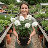 1 Philadelphus Virginal Mock Orange Plant, Fragrant White Flowering Shrub, 2L Root-Ball - Frankton's
