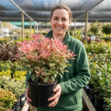 1 Photinia Fraseri Pink Crispy Plant, Evergreen Hedge Shrub, Outdoor Garden Ready, 3 Litre Root Ball - Frankton's
