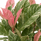 1 Photinia Fraseri Pink Crispy Plant, Evergreen Hedge Shrub, Outdoor Garden Ready, 3 Litre Root Ball - Frankton's