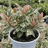 1 Photinia Fraseri Pink Crispy Plant, Evergreen Hedge Shrub, Outdoor Garden Ready, 3 Litre Root Ball - Frankton's