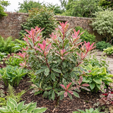 1 Photinia Fraseri Pink Crispy Plant, Evergreen Hedge Shrub, Outdoor Garden Ready, 3 Litre Root Ball - Frankton's