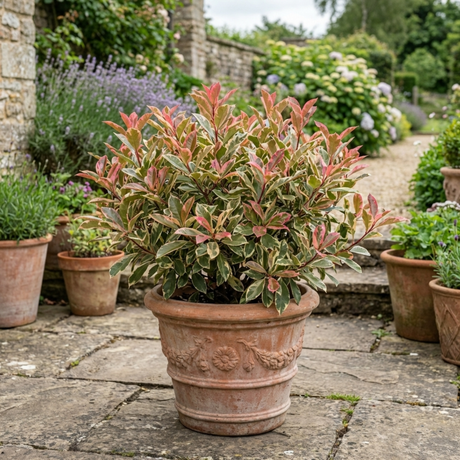 1 Photinia Louise Plant, Hardy Evergreen Red Leaf Hedge Shrub, Outdoor Garden Ready, 26cm Root Ball - Frankton's