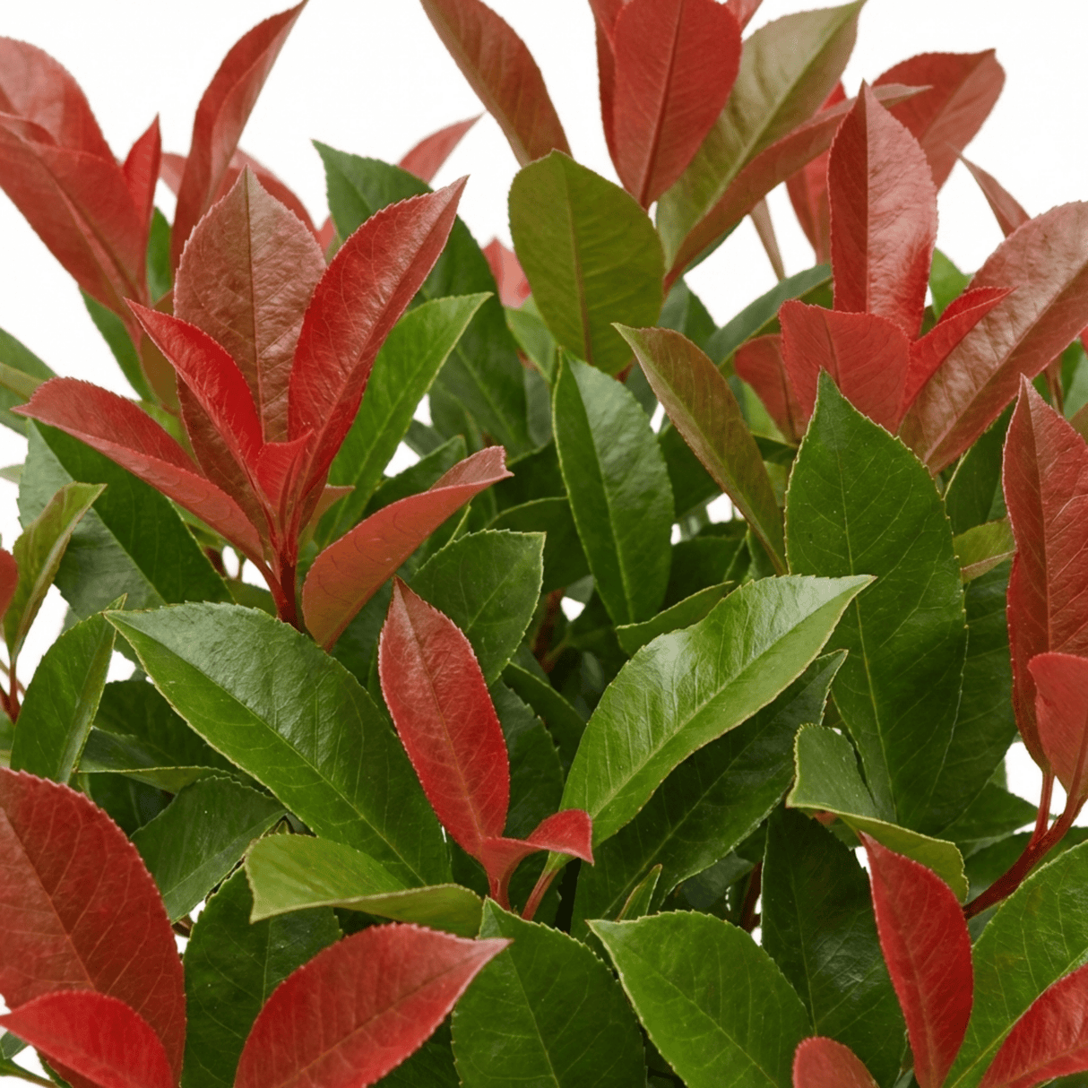 1 Photinia Magical Volcano Evergreen Shrub, Fast Growing Hedge Plant, 3 Litre Root-Ball - Frankton's