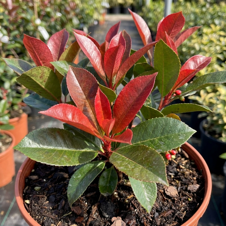 1 Photinia Magical Volcano Evergreen Shrub, Fast Growing Hedge Plant, 3 Litre Root-Ball - Frankton's