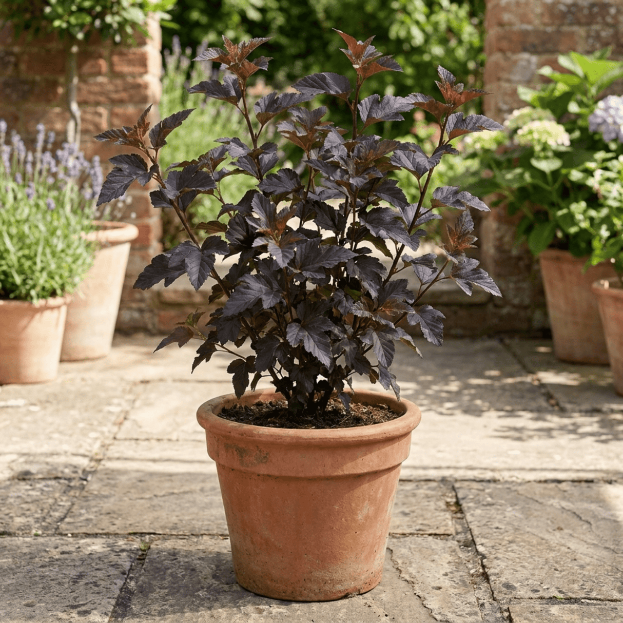 1 Physocarpus Diabolo Ninebark Plant, Dark Purple Foliage Hardy Perennial Shrub, 3 Litre Root Ball - Frankton's