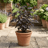 1 Physocarpus Diabolo Ninebark Plant, Dark Purple Foliage Hardy Perennial Shrub, 3 Litre Root Ball - Frankton's