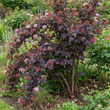 1 Physocarpus Diabolo Ninebark Plant, Dark Purple Foliage Hardy Perennial Shrub, 3 Litre Root Ball - Frankton's