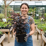 1 Physocarpus Diabolo Ninebark Plant, Dark Purple Foliage Hardy Perennial Shrub, 3 Litre Root Ball - Frankton's