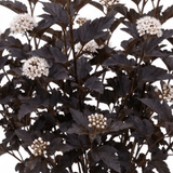 1 Physocarpus Diabolo Ninebark Plant, Dark Purple Foliage Hardy Perennial Shrub, 3 Litre Root Ball - Frankton's