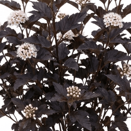 1 Physocarpus Diabolo Ninebark Plant, Dark Purple Foliage Hardy Perennial Shrub, 3 Litre Root Ball - Frankton's