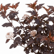 1 Physocarpus Lady in Red Plant, Hardy Bee Friendly Deciduous Garden Shrub, 3 Litre Root Ball - Frankton's