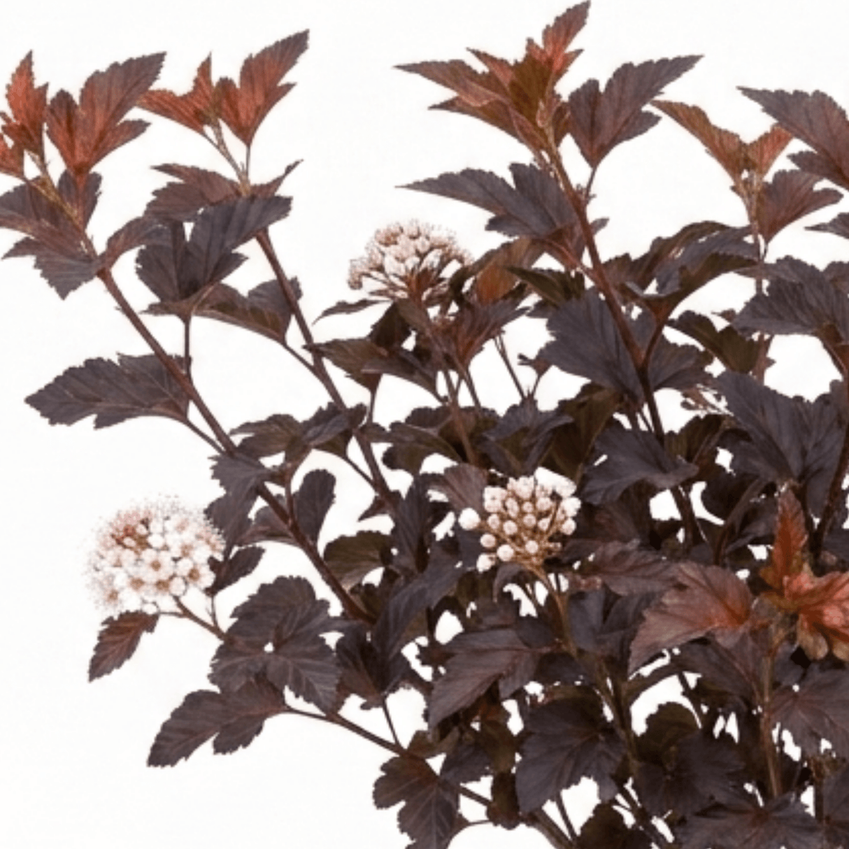 1 Physocarpus Lady in Red Plant, Hardy Bee Friendly Deciduous Garden Shrub, 3 Litre Root Ball - Frankton's
