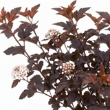 1 Physocarpus Lady in Red Plant, Hardy Bee Friendly Deciduous Garden Shrub, 3 Litre Root Ball - Frankton's
