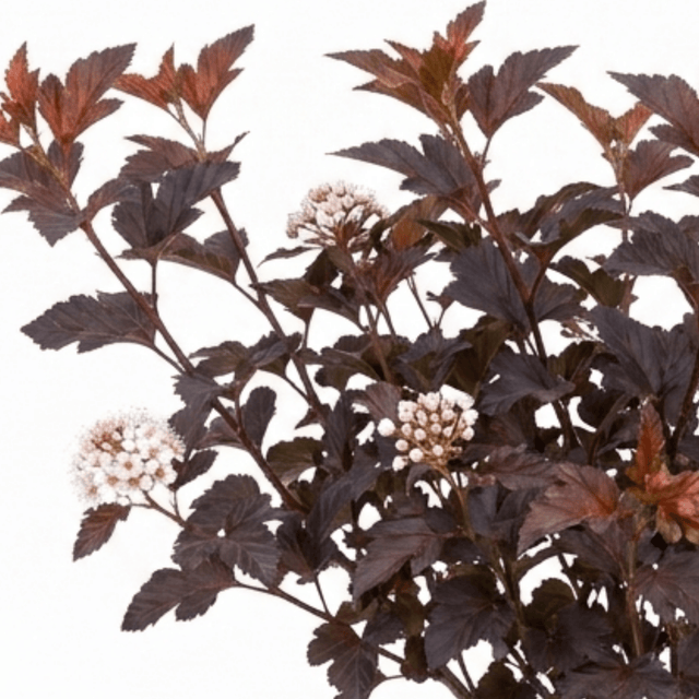 1 Physocarpus Lady in Red Plant, Hardy Bee Friendly Deciduous Garden Shrub, 3 Litre Root Ball - Frankton's