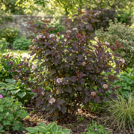 1 Physocarpus Lady in Red Plant, Hardy Bee Friendly Deciduous Garden Shrub, 3 Litre Root Ball - Frankton's