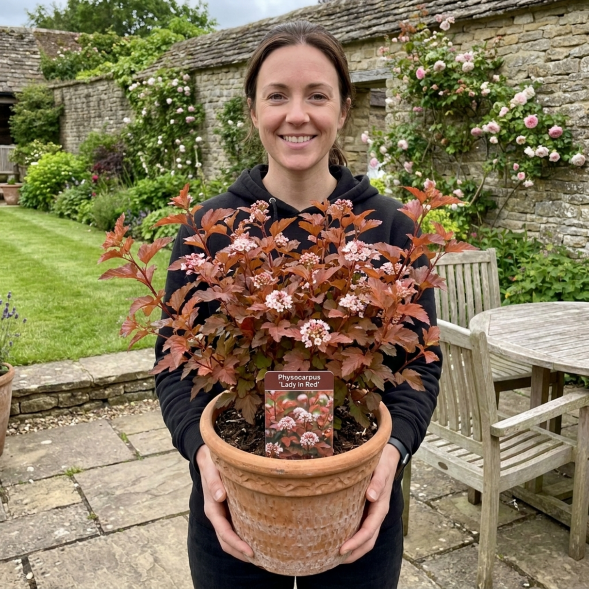 1 Physocarpus Lady in Red Plant, Hardy Bee Friendly Deciduous Garden Shrub, 3 Litre Root Ball - Frankton's