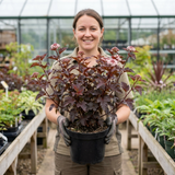 1 Physocarpus Lady in Red Plant, Hardy Bee Friendly Deciduous Garden Shrub, 3 Litre Root Ball - Frankton's