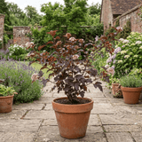1 Physocarpus Lady in Red Plant, Hardy Bee Friendly Deciduous Garden Shrub, 3 Litre Root Ball - Frankton's