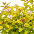 1 Physocarpus Raspberry Lemonade Ninebark Plant, Hardy Flowering Shrub, 3 Litre Root Ball - Frankton's