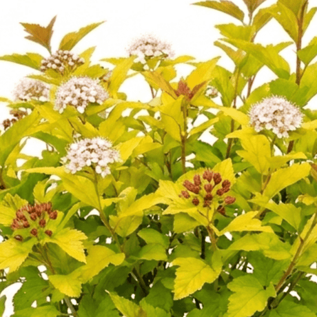 1 Physocarpus Raspberry Lemonade Ninebark Plant, Hardy Flowering Shrub, 3 Litre Root Ball - Frankton's