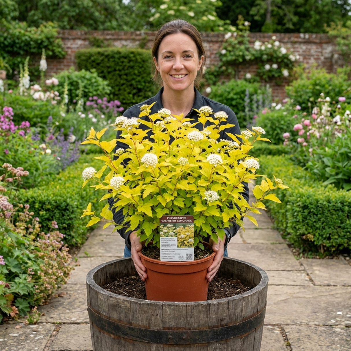 1 Physocarpus Raspberry Lemonade Ninebark Plant, Hardy Flowering Shrub, 3 Litre Root Ball - Frankton's