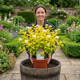 1 Physocarpus Raspberry Lemonade Ninebark Plant, Hardy Flowering Shrub, 3 Litre Root Ball - Frankton's