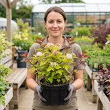 1 Physocarpus Raspberry Lemonade Ninebark Plant, Hardy Flowering Shrub, 3 Litre Root Ball - Frankton's