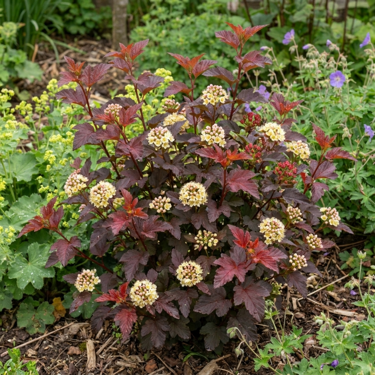 1 Physocarpus Raspberry Lemonade Ninebark Plant, Hardy Flowering Shrub, 3 Litre Root Ball - Frankton's