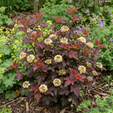 1 Physocarpus Raspberry Lemonade Ninebark Plant, Hardy Flowering Shrub, 3 Litre Root Ball - Frankton's