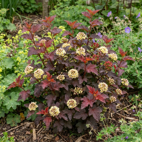 1 Physocarpus Raspberry Lemonade Ninebark Plant, Hardy Flowering Shrub, 3 Litre Root Ball - Frankton's